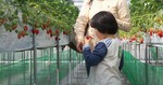 20080412いちご狩り.jpg